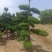 造型龙柏