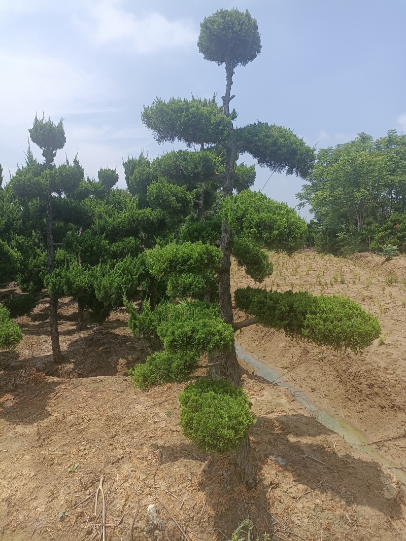 造型龙柏