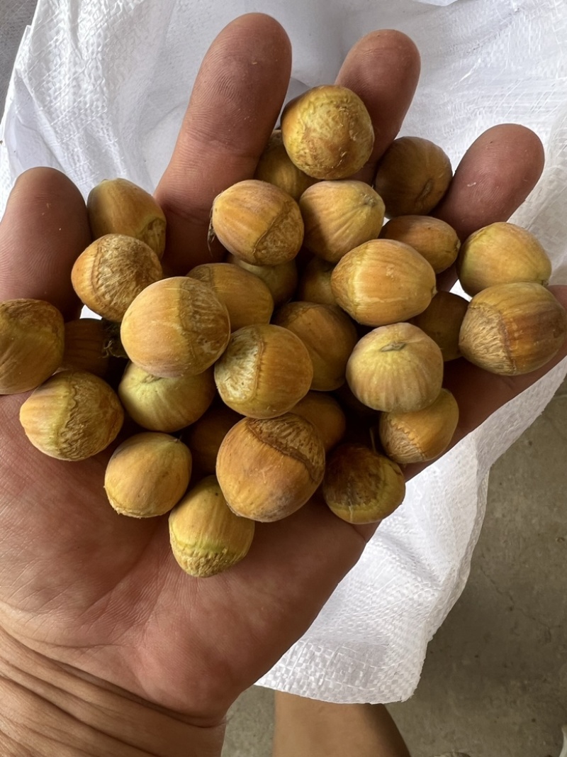 原地发货，青皮，大粒榛子，价格实惠，质量优，可一件代发