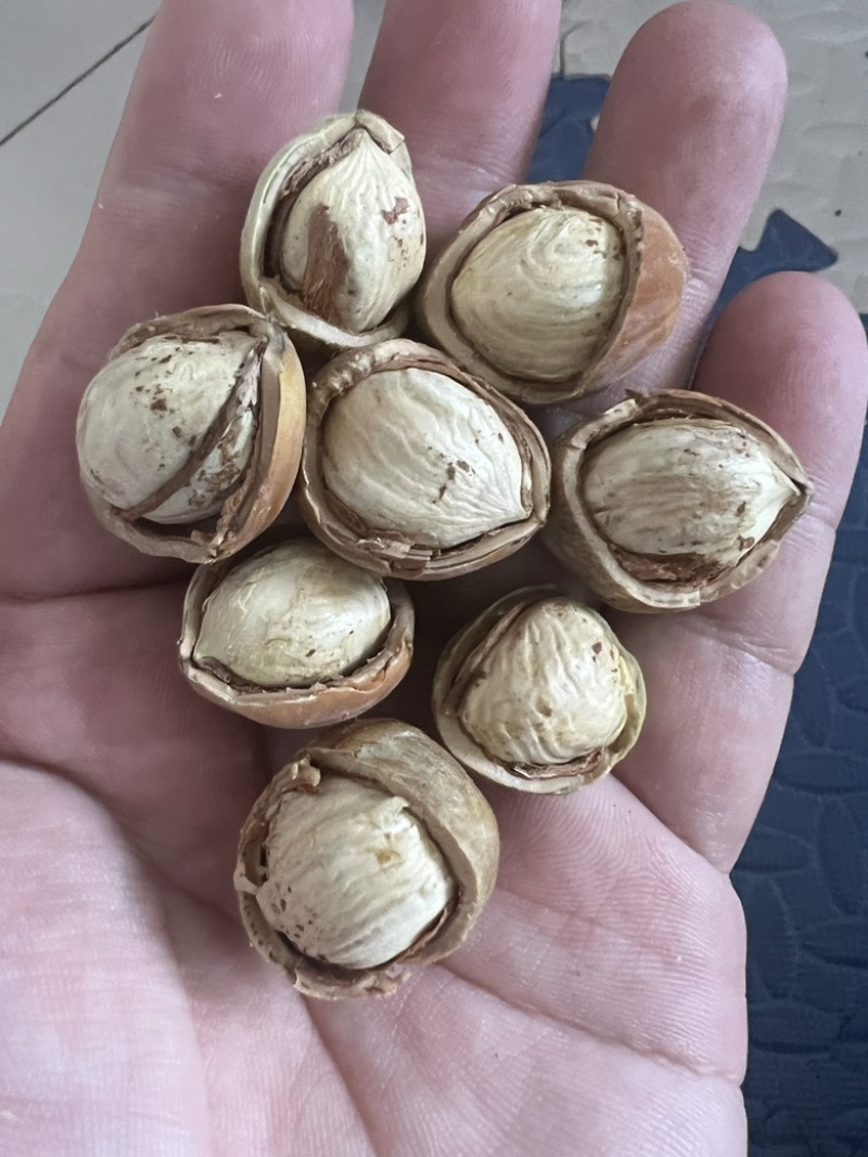 原地发货，青皮，大粒榛子，价格实惠，质量优，可一件代发