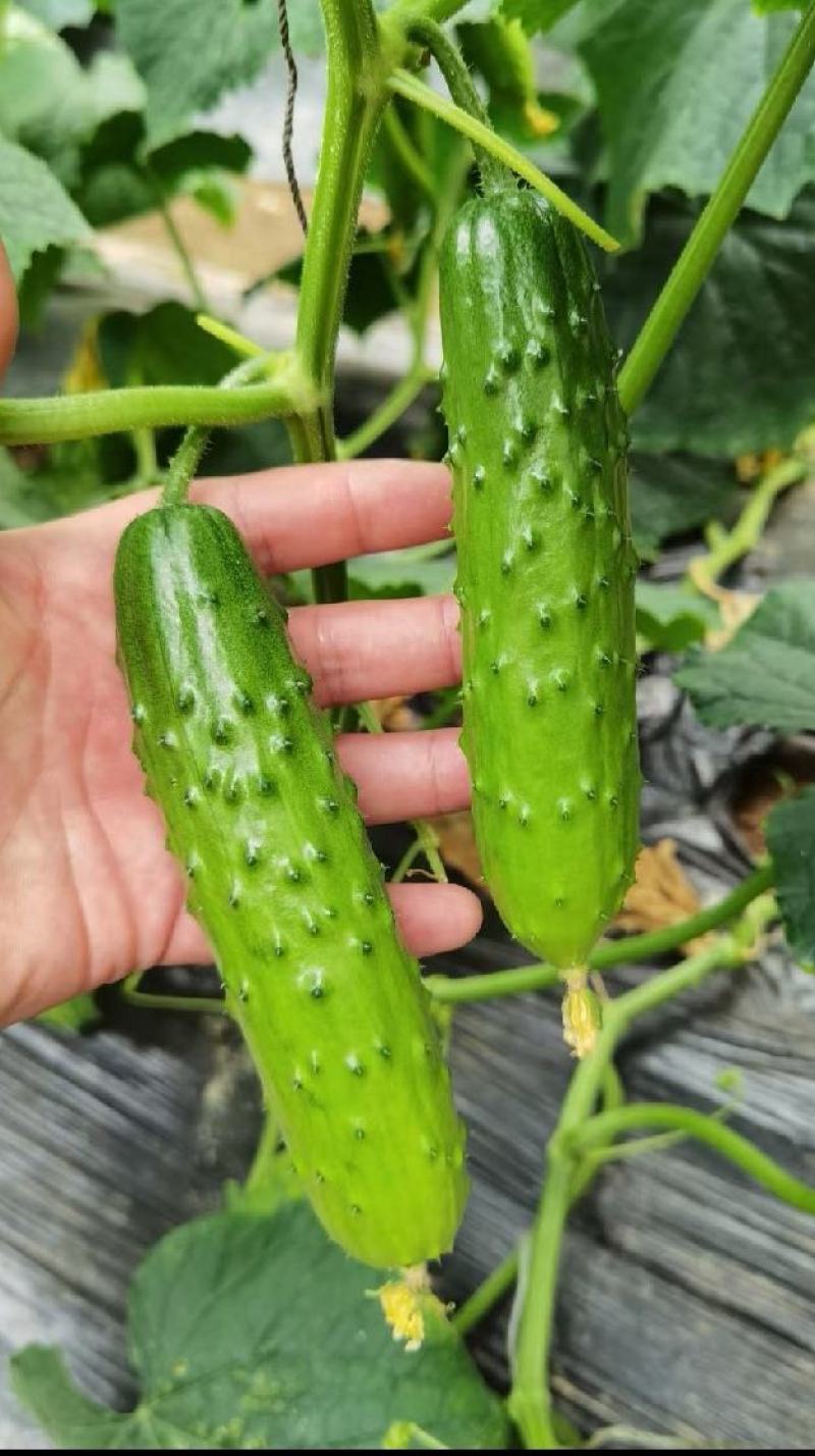 水果黄瓜种子良丰一号全雌耐低温长势强茎粗节密高产