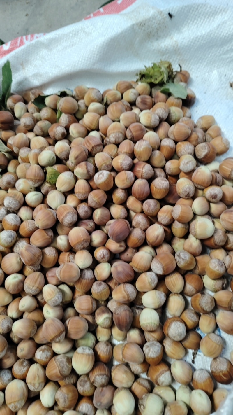 原地发货，青皮，大粒榛子，价格实惠，质量优，可一件代发