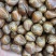 原地发货，青皮，大粒榛子，价格实惠，质量优，可一件代发