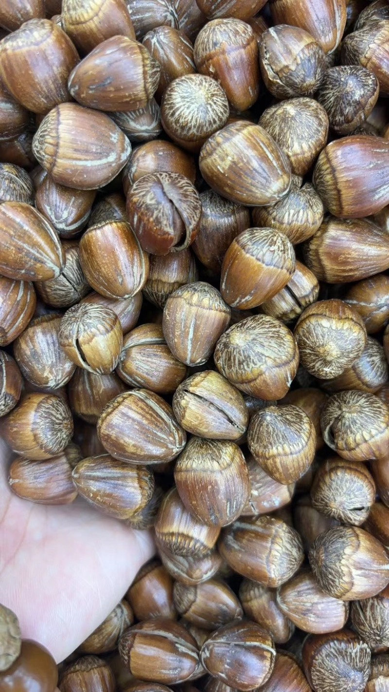 原地发货，青皮，大粒榛子，价格实惠，质量优，可一件代发