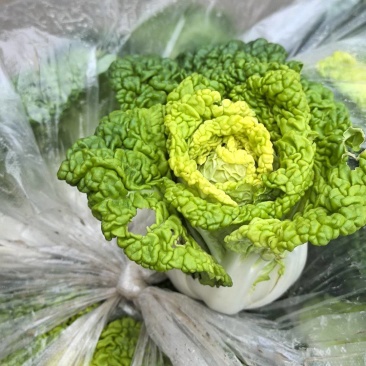 怀远大棚黄心菜大量上市。质量好，精品货