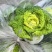 怀远大棚黄心菜大量上市。质量好，精品货