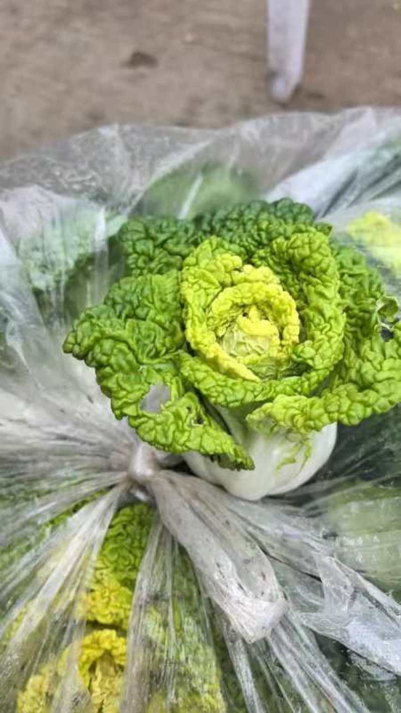 怀远大棚黄心菜大量上市。质量好，精品货