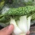 怀远大棚黄心菜大量上市。质量好，精品货