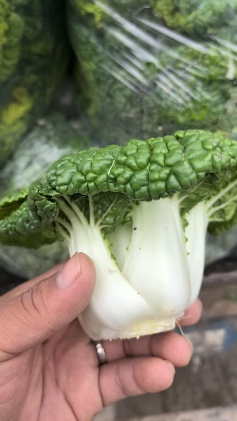 怀远大棚黄心菜大量上市。质量好，精品货