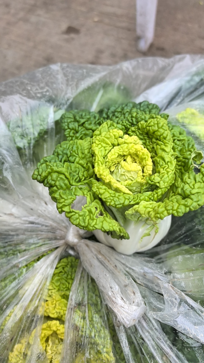 怀远大棚黄心菜大量上市。质量好，精品货