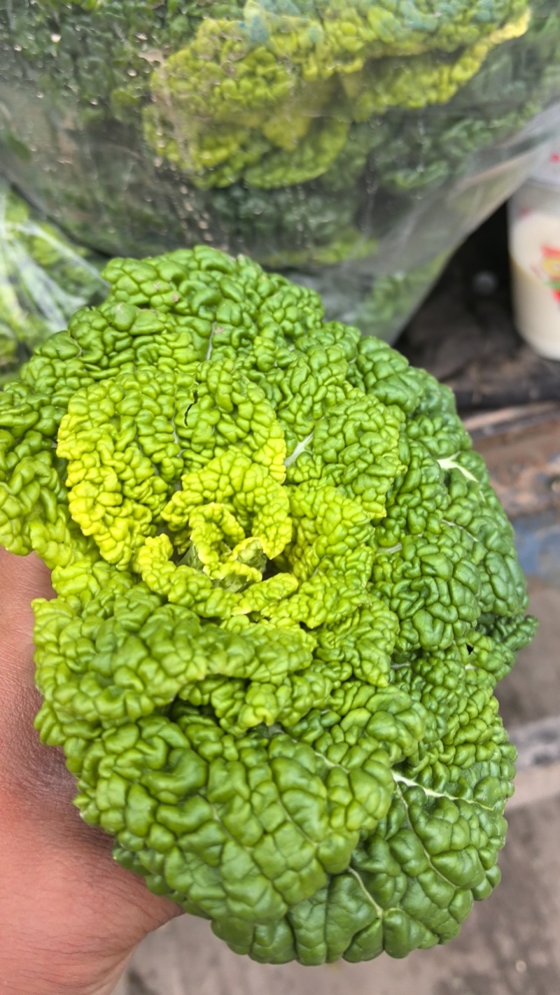 怀远大棚黄心菜大量上市。质量好，精品货