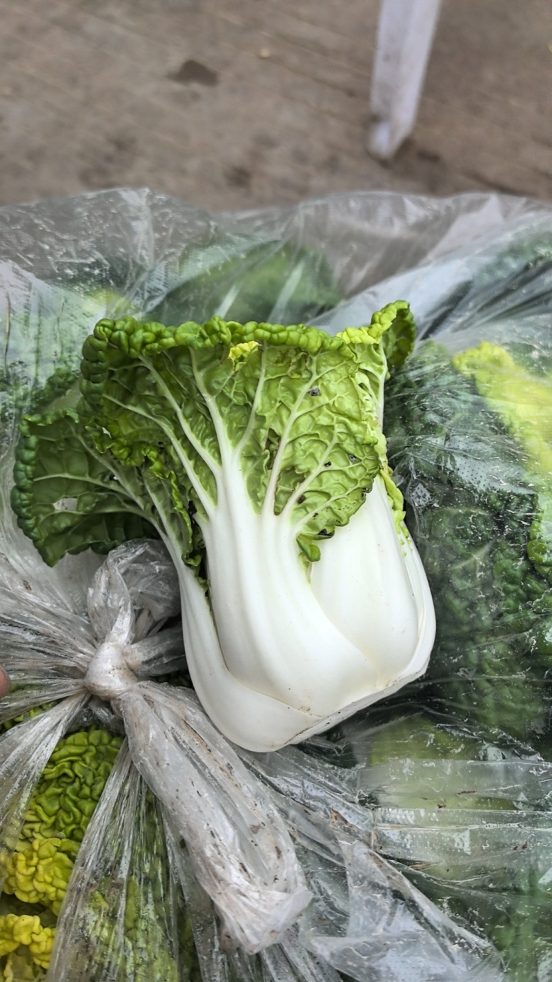 怀远大棚黄心菜大量上市。质量好，精品货