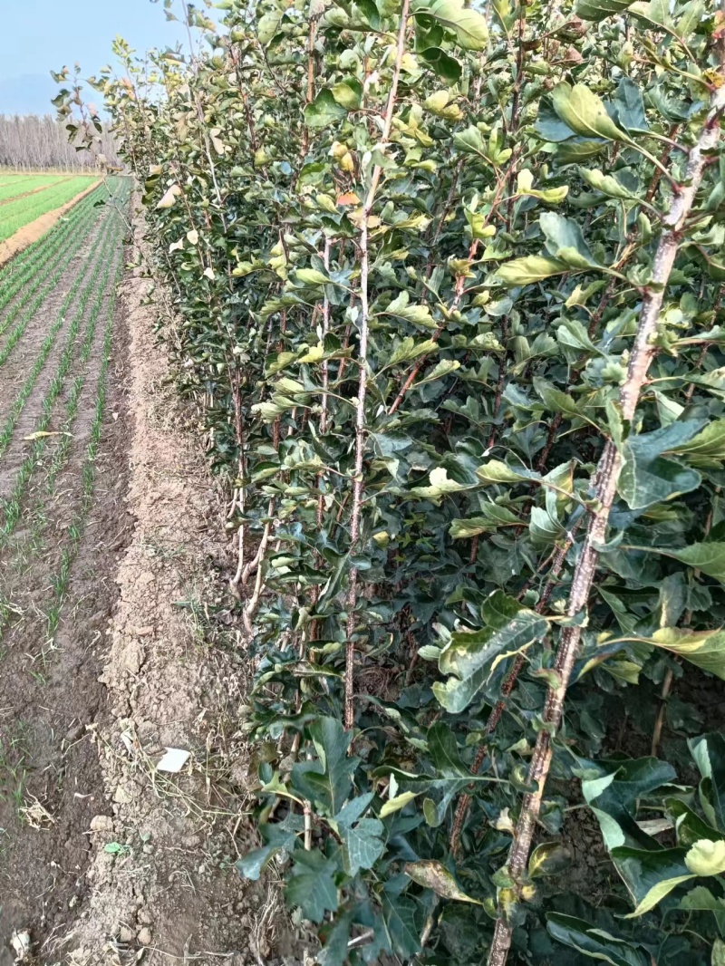 苹果树苗，长富2号，烟富8号，早熟品种，品种纯正，成活率
