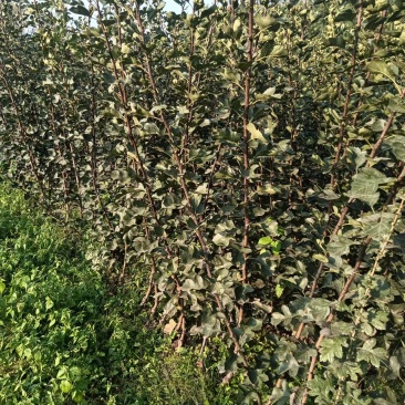 苹果树苗，长富2号，烟富8号，早熟品种，品种纯正，成活率