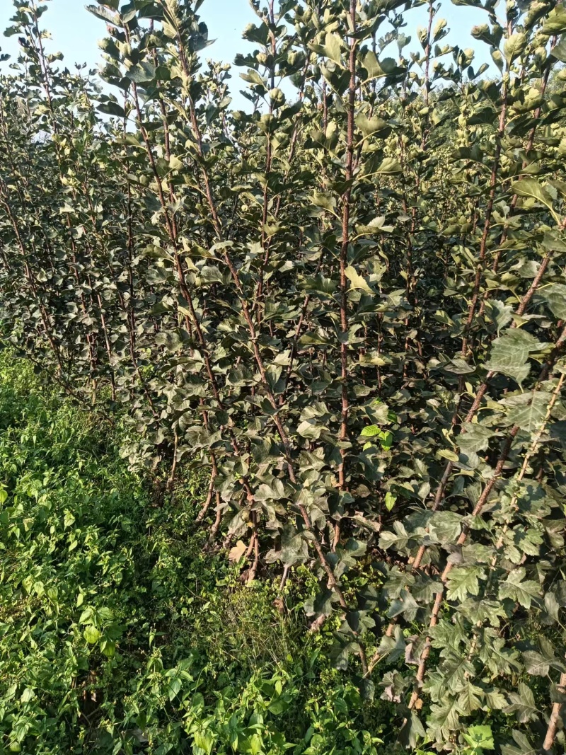 苹果树苗，长富2号，烟富8号，早熟品种，品种纯正，成活率
