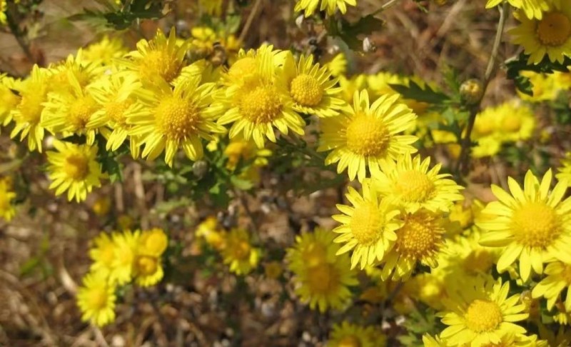 野菊花