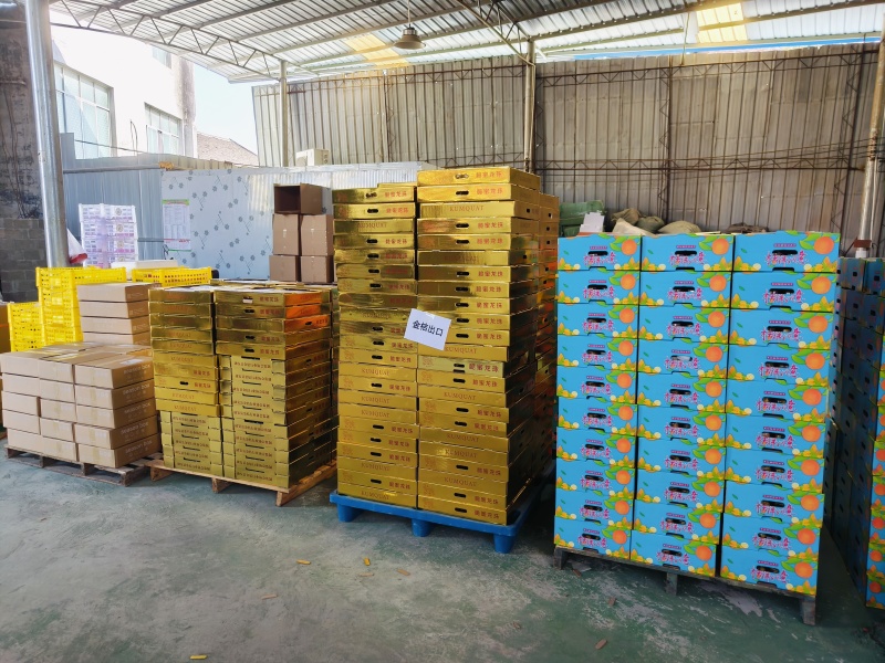 广西融安-脆蜜金桔（糖果装）23度甜多汁无籽精品礼盒装