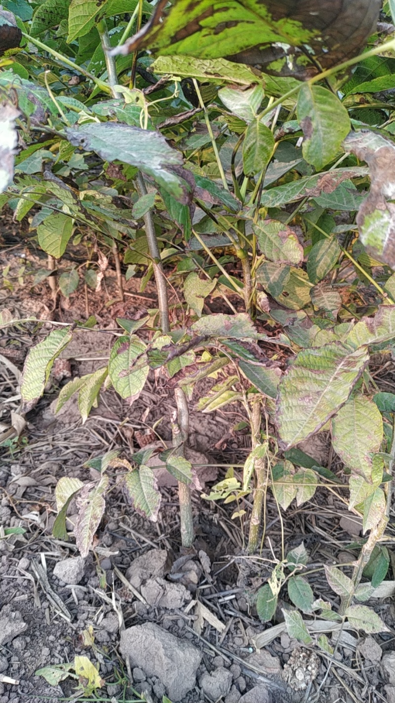苹果树苗，长富2号，烟富8号，早熟品种，品种纯正，成活率