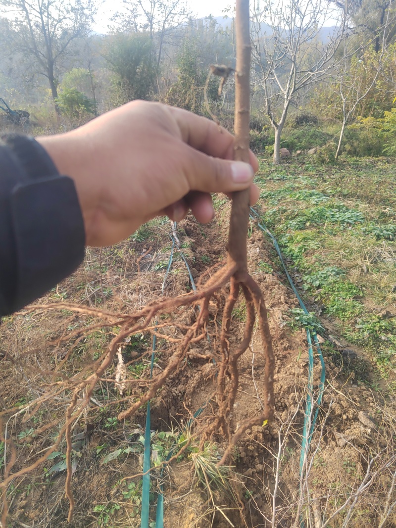 樱桃，车厘子，成活率高，提供技术指导，欢迎来电