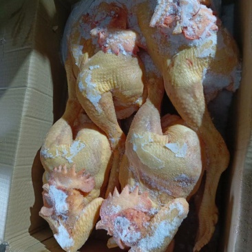 工厂直发二级大冠公鸡