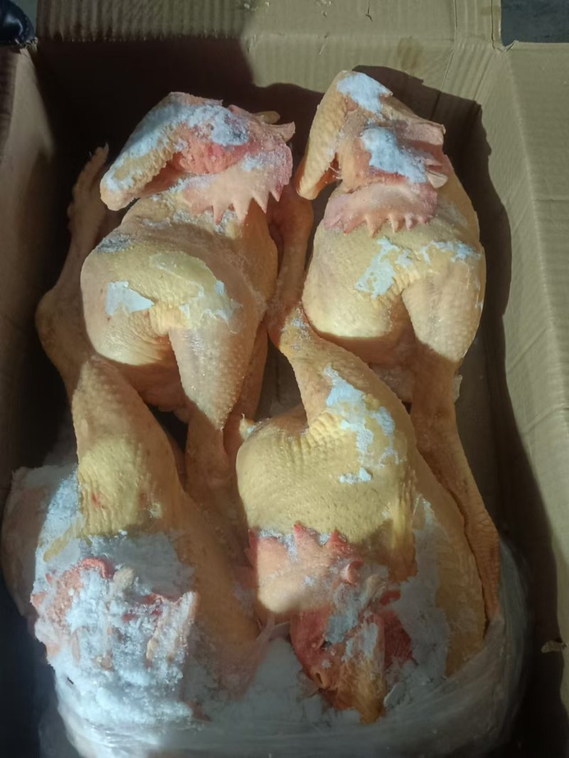 工厂直发二级大冠公鸡