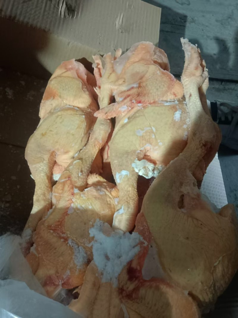 工厂直发二级大冠公鸡