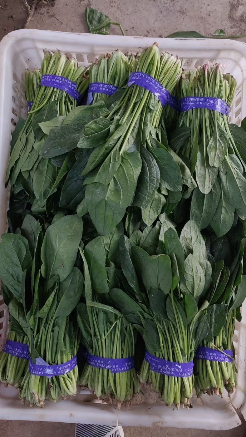 精品菠菜山东曹县产地直销批发零售全国发货