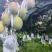 代办，芒果，贵妃，凯特，椰香，彩虹芒口感很好，加联系