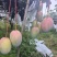代办，芒果，贵妃，凯特，椰香，彩虹芒口感很好，加联系