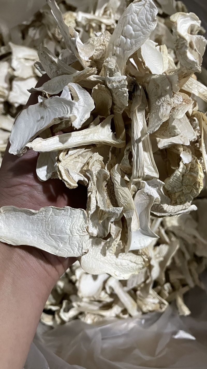 干片赤松茸干货大球盖菇干片干品