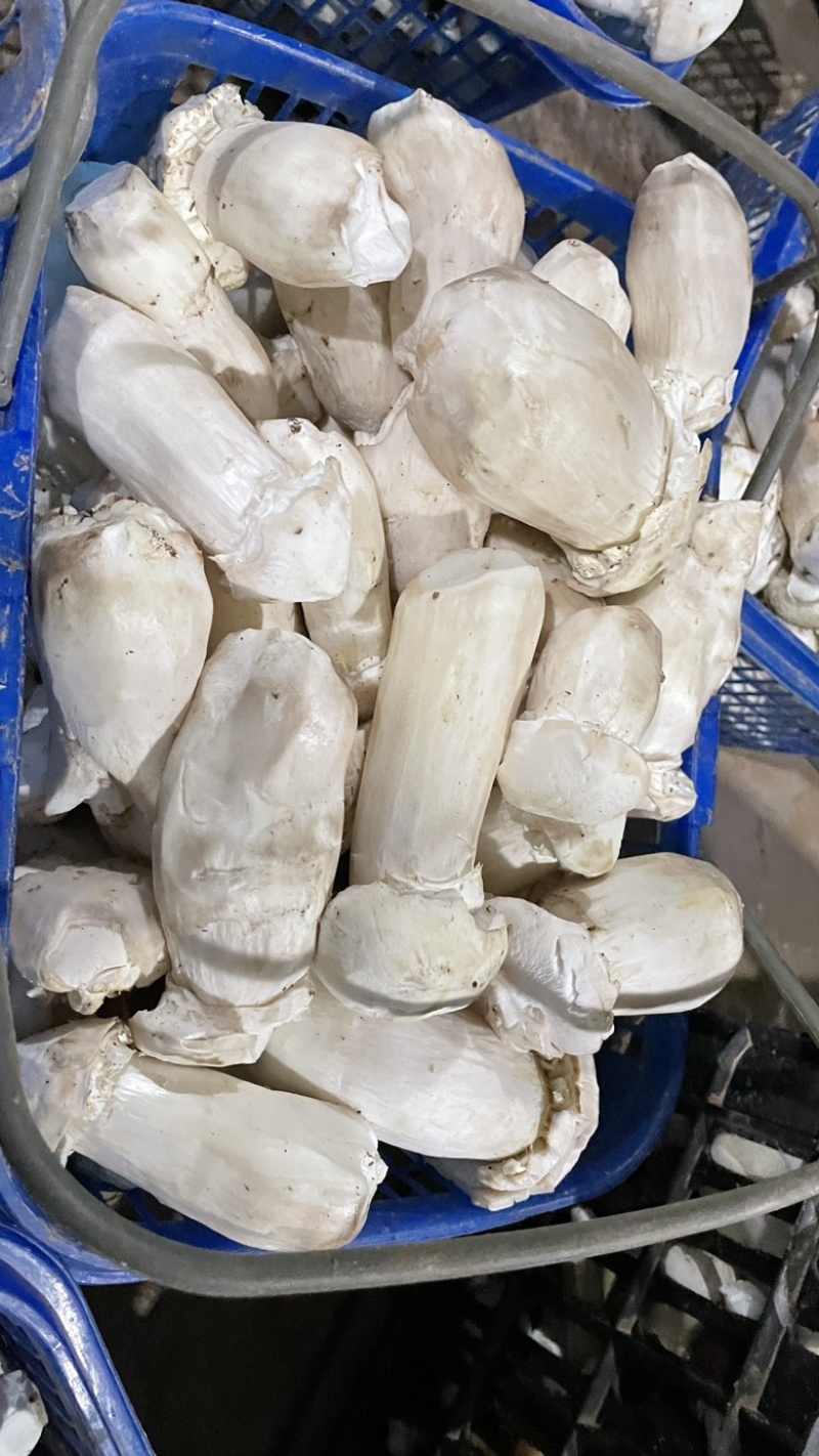 干片赤松茸干货大球盖菇干片干品
