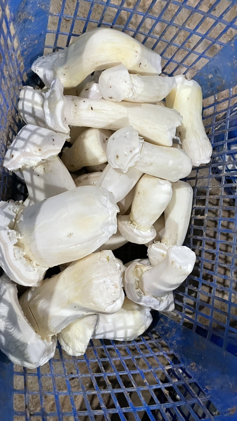 干片赤松茸干货大球盖菇干片干品