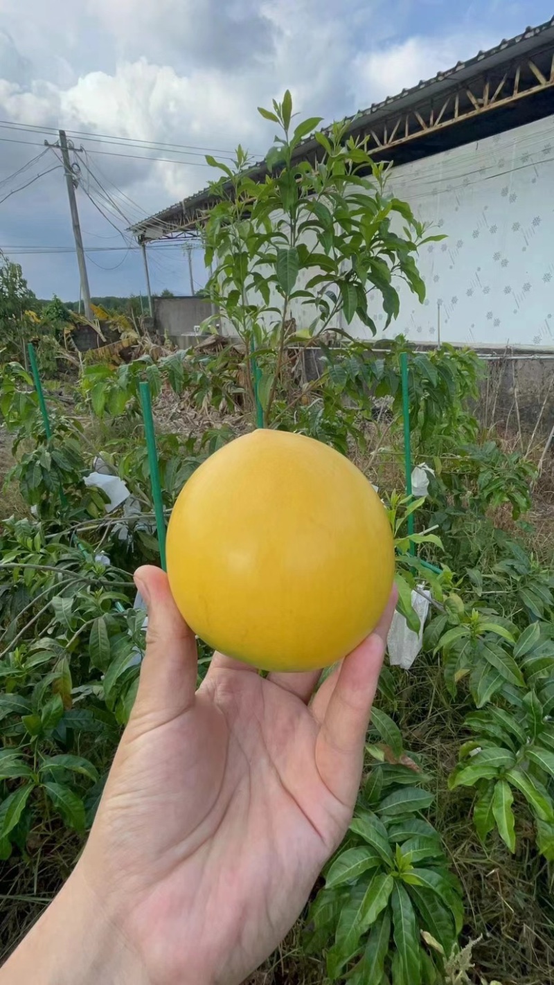 黄晶果产地一手货源代办供应全国批发市场社区团购