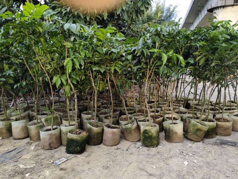 包邮郁南无核黄皮鸡心甜黄皮大树苗