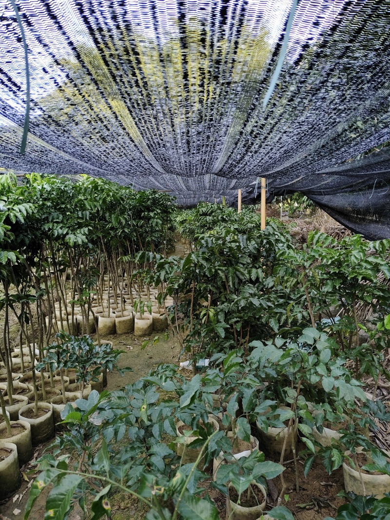 包邮郁南无核黄皮鸡心甜黄皮大树苗