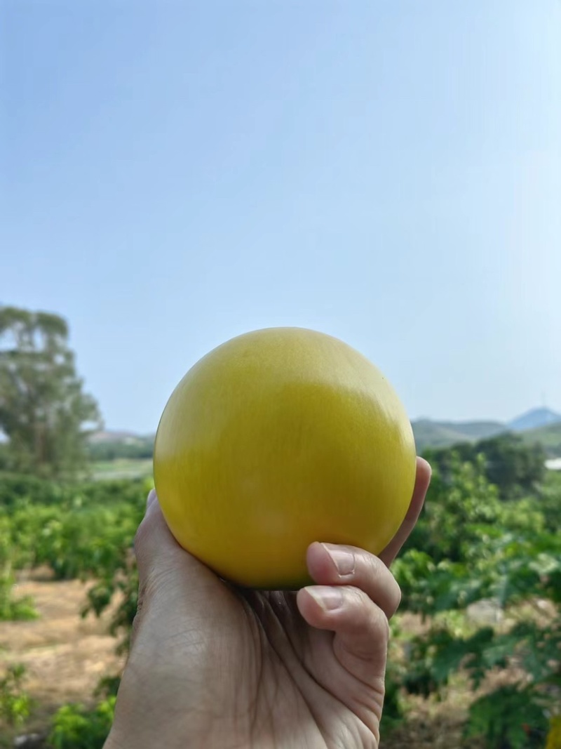 黄晶果产地一手货源代办供应全国批发市场社区团购