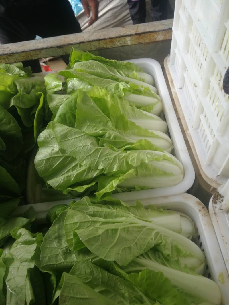 快菜阳谷大棚蔬菜货源稳定代收代发一手货源