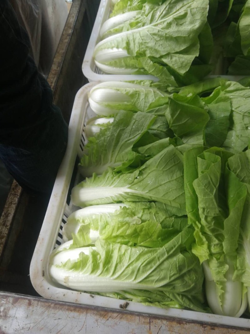 快菜阳谷大棚蔬菜货源稳定代收代发一手货源