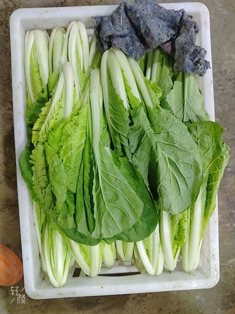 快菜阳谷大棚蔬菜货源稳定代收代发一手货源