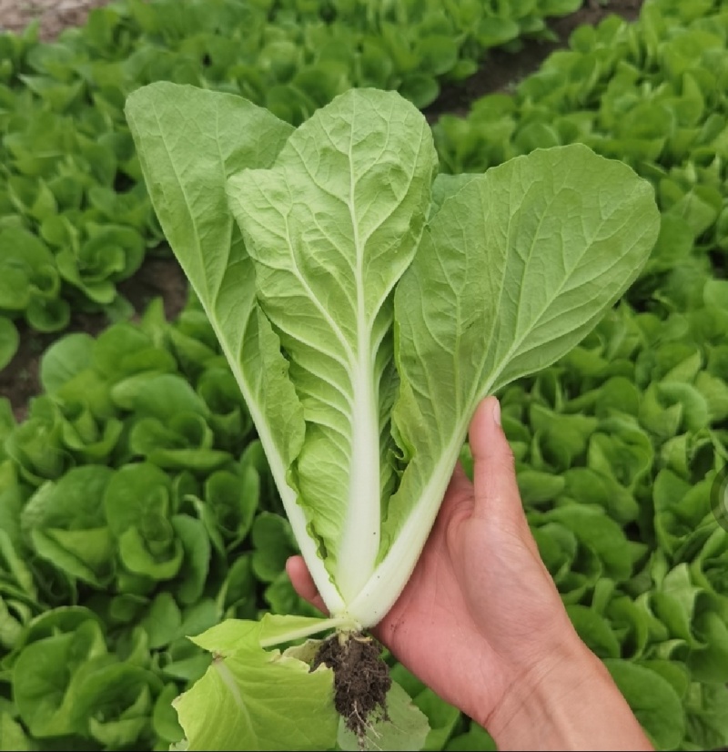 快菜阳谷大棚蔬菜货源稳定代收代发一手货源