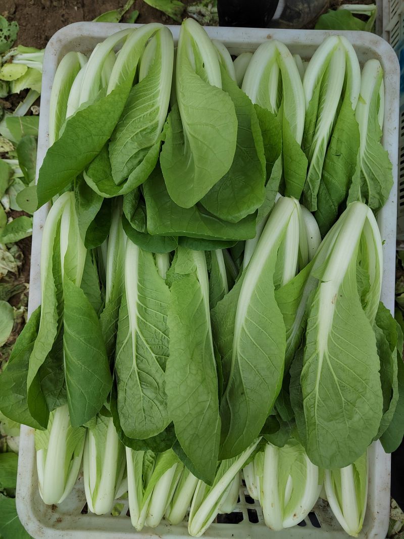 快菜阳谷大棚蔬菜货源稳定代收代发一手货源
