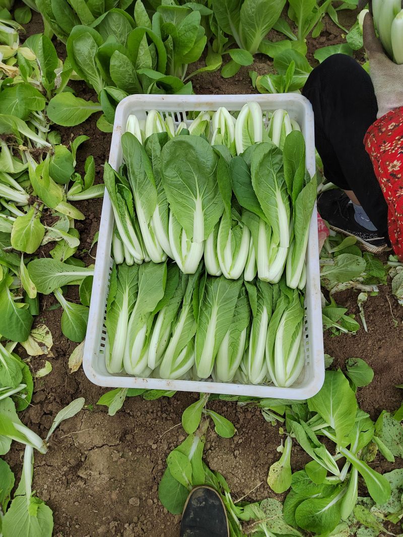 快菜阳谷大棚蔬菜货源稳定代收代发一手货源