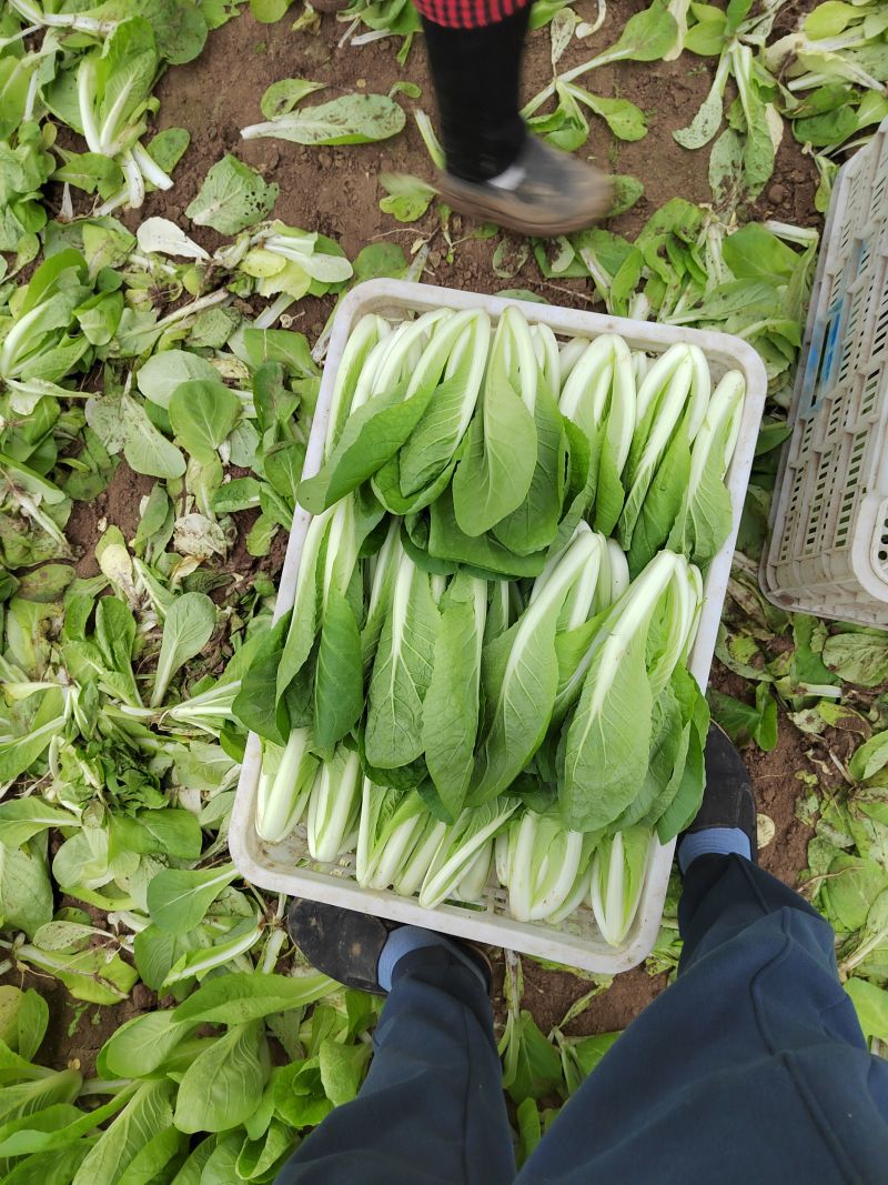 快菜阳谷大棚蔬菜货源稳定代收代发一手货源
