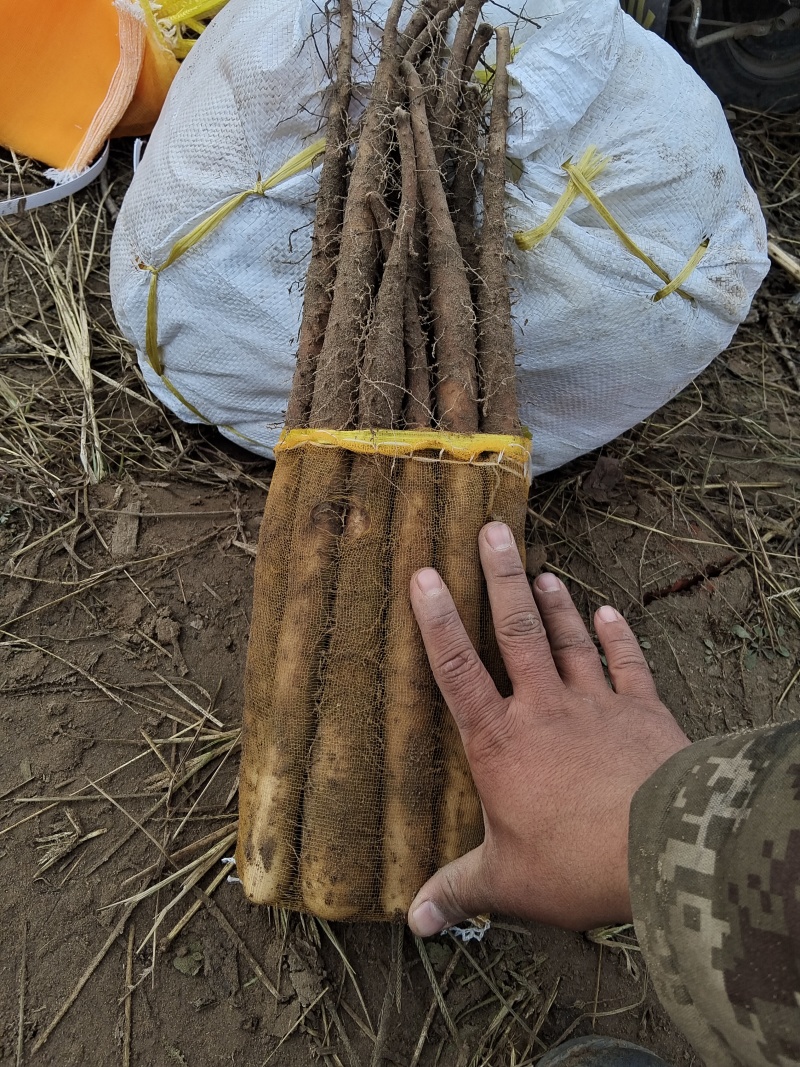 新鲜山药双棒九毛五包上车，健康美味，直供农场，大量有货