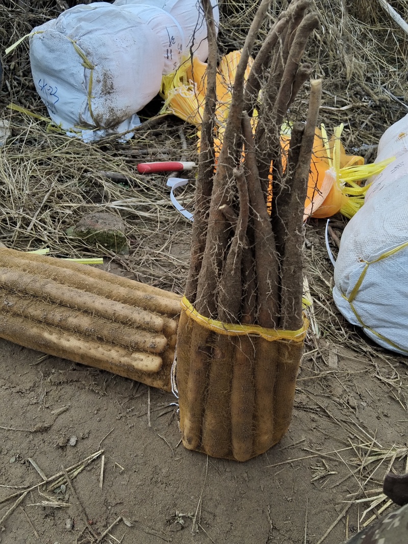 新鲜山药双棒九毛五包上车，健康美味，直供农场，大量有货