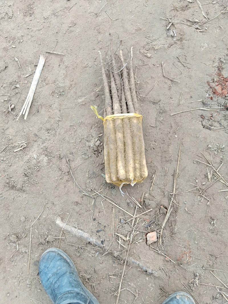 新鲜山药双棒九毛五包上车，健康美味，直供农场，大量有货