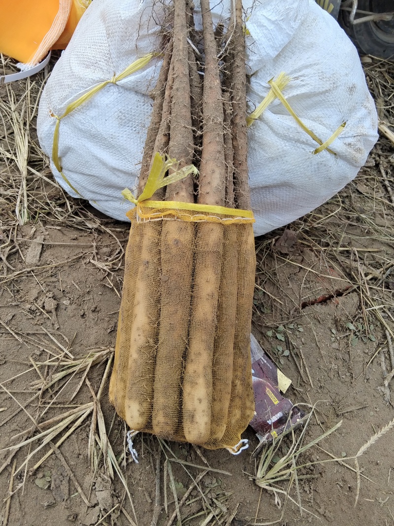 新鲜山药双棒九毛五包上车，健康美味，直供农场，大量有货