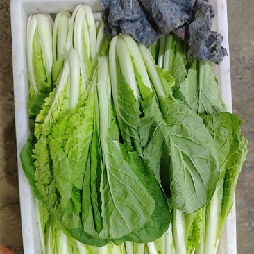 快菜阳谷大棚蔬菜货源稳定代收代发一手货源