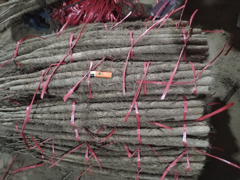 灵宝铁棍山药量特别大物美价廉