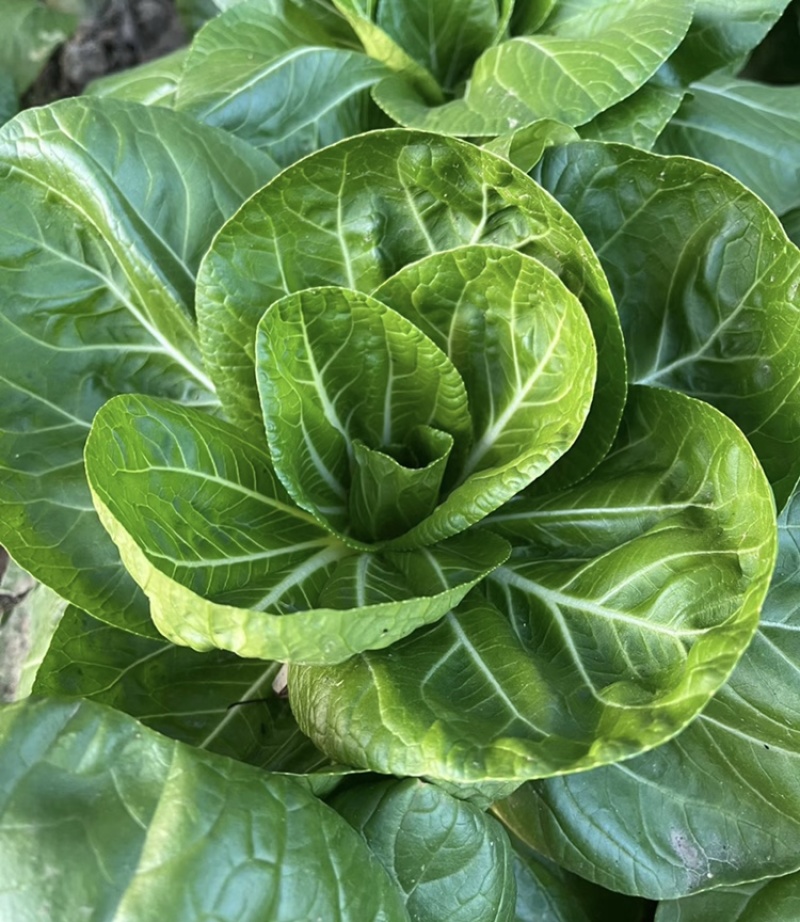 矮脚黄青菜